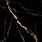 Gres Black Gold Pol. rett. 60/60,8