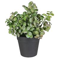 Umjetni cvijet u tegli Herbs 2 20 cm
