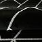 Tepih Frisee Diamond  0.8/1.5 B0052 Crno/ Srebro,7