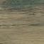 Northwood Elm 20/120 Rect. PEI 4 ,2