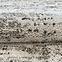 Tepih Frisee Havana 1,6/2,3 80639 krem,7