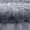 Tepih Lima Rabbit Fur 1.6/2.3 Mrd-642  N3,7