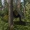 Kamuflažna cerada CAMOforest 4 x 5 m 90 g. PLCF904/5,5