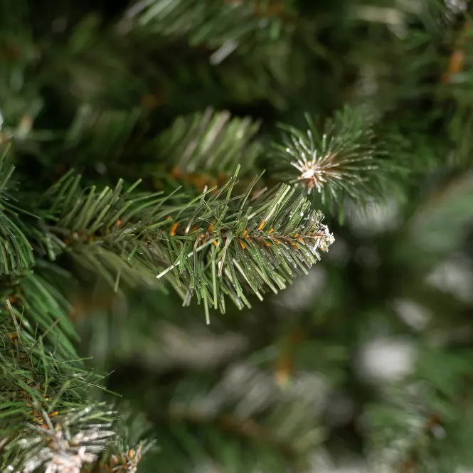 Božićno drvce bora ZK-EX 220,2