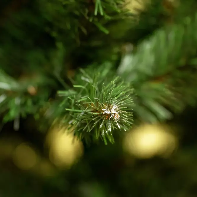 Božićno drvce bora ZK-EX 220,3