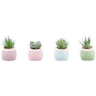 SUKULENTI 7-10CM MIX 93061