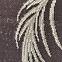 Tepih Plutus 0,8/1,5 1020 0424,4