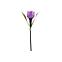 Solarna svjetiljka tulipani GLE91220 Led, D: 4,5cm, H:,3