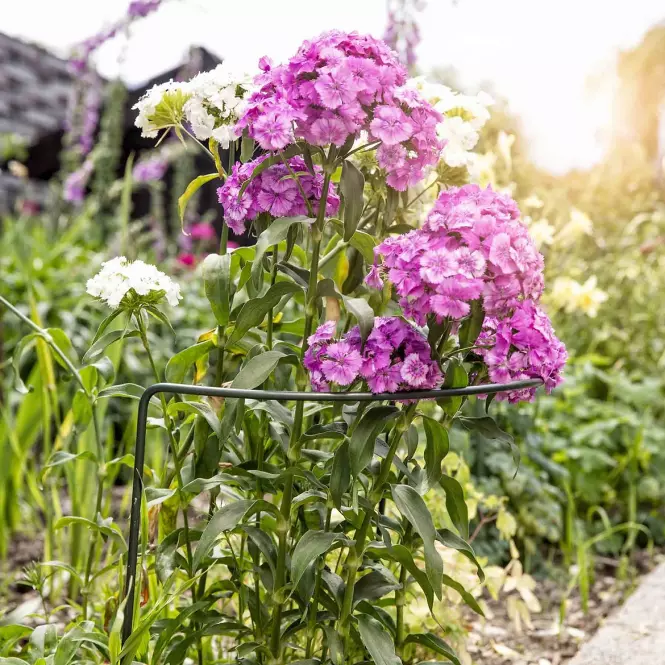 Potpora za biljke 70X40cm 05656,2