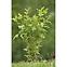 86WD DVODIJELNA POTPORA ZA BILJKE 70 CM, 05754,5