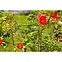 86WD DVODIJELNA POTPORA ZA BILJKE 70 CM, 05754,6