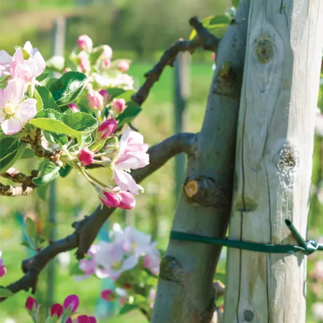Crijevo za pričvršćivanje biljaka 5 mm,2
