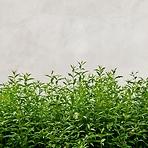 Sdaleni panel 60/60 Concrete Herbs Esg