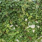 Sdaleni panel 60/60 Cement Ivy-1 Esg
