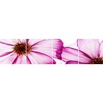 Sdaleni panel 60/240 Flowers-1 4-Elem